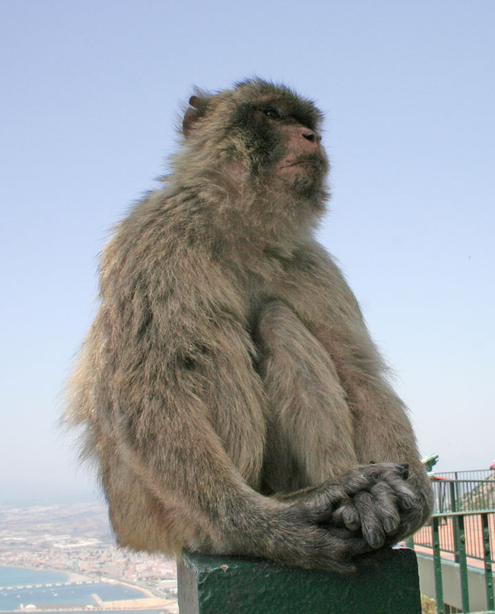 Affe auf Gibraltar